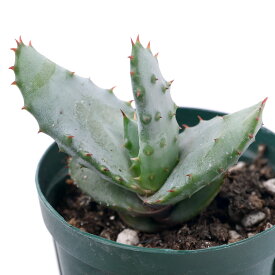 楽天市場 観葉植物 種類 植物 アロエ 花 観葉植物 花 ガーデン Diy の通販