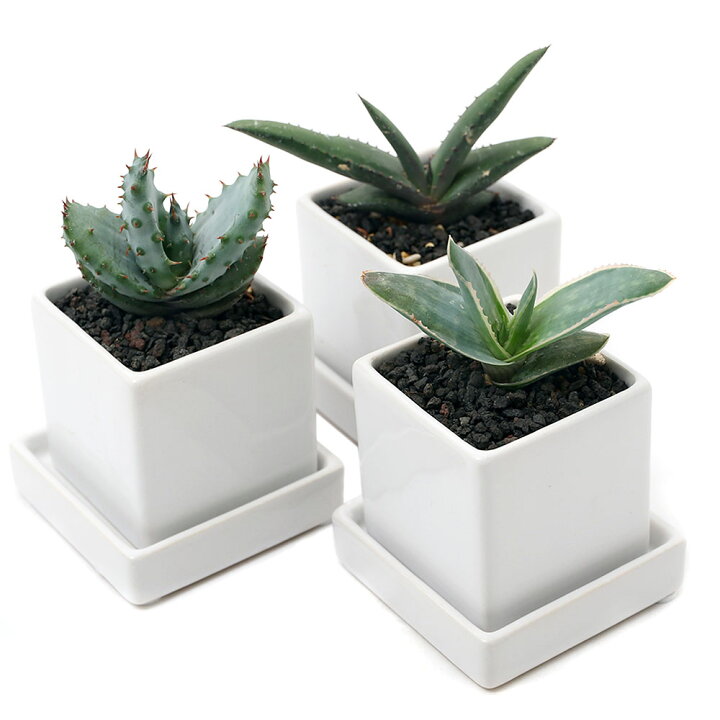 楽天市場 観葉植物 アロエ ニューダイスｓ ｗｈ 品種名のタグ付き １鉢 受け皿付き Charm 楽天市場店