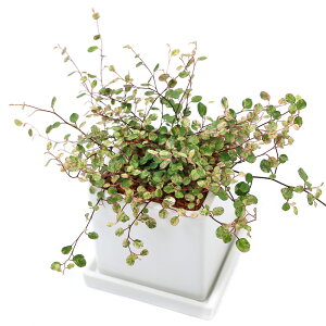 iϗtAjC[vc@X|bgCg@픫A@}bgzCgi1j@Mt@Z~X@A@@@v[g