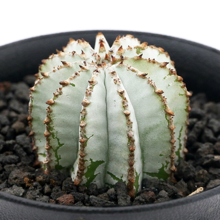 楽天市場 観葉植物 ユーフォルビア ポリゴナ スノーフレーク ３ ５号 １鉢 沖縄別途送料 Charm 楽天市場店