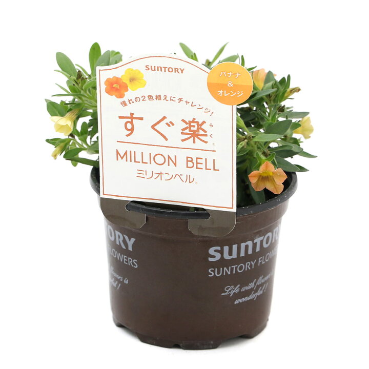 楽天市場 観葉植物 サントリー すぐ楽ミリオンベル バナナ オレンジ 3 5号 3鉢 Charm 楽天市場店 楽天市場 観葉植物 サントリー すぐ楽ミリオンベル バナナ オレンジ 3 5号 3鉢 Charm 楽天市場店