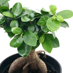 観葉植物 パンダガジュマル 観葉植物の人気商品 通販 価格比較 価格 Com