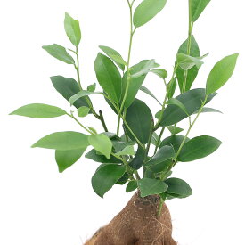 楽天市場 観葉植物 ココヤシの通販