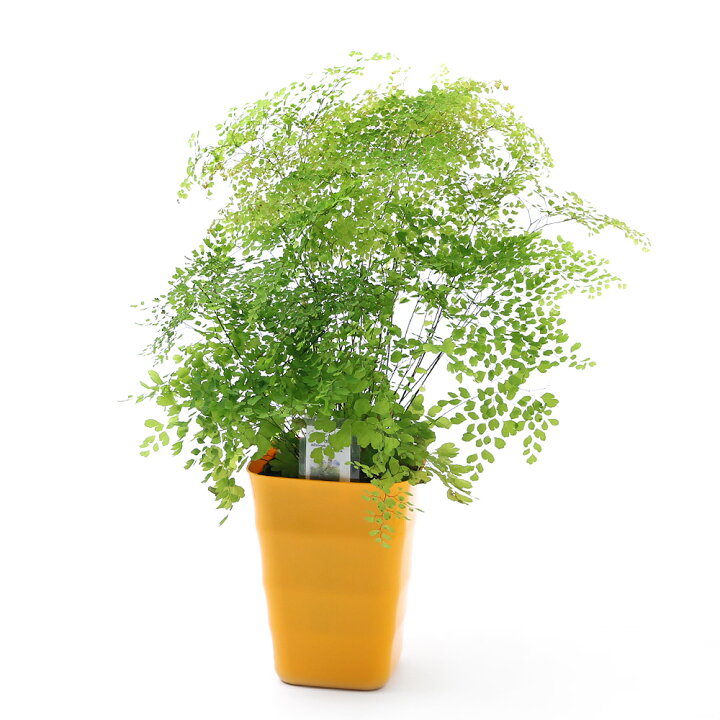 楽天市場 観葉植物 アジアンタム ミクロフィラム 4号 1鉢 Charm 楽天市場店 楽天市場 観葉植物 アジアンタム ミクロフィラム 4号 1鉢 Charm 楽天市場店