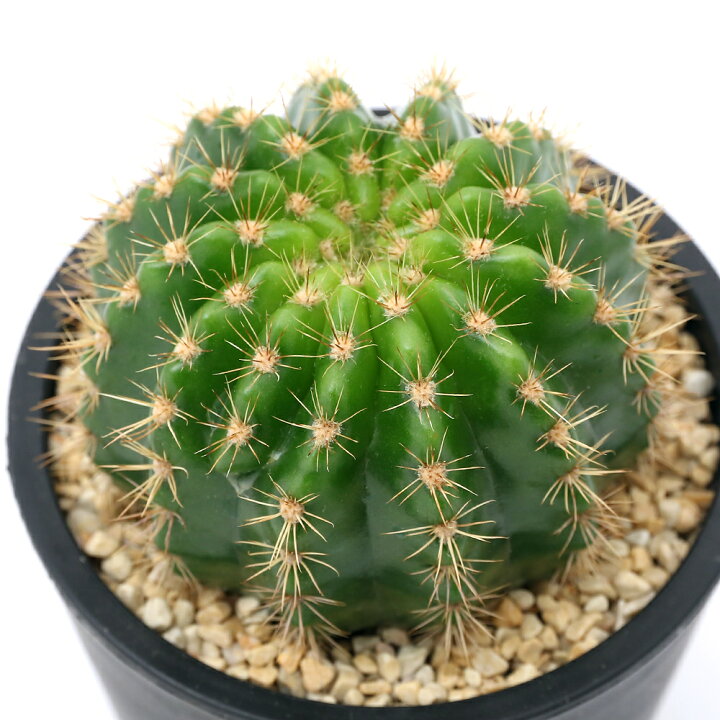 楽天市場 観葉植物 サボテン エキノプシス カルクローラ 金盛丸 3 5号 1鉢 Charm 楽天市場店 楽天市場 観葉植物 サボテン エキノプシス カルクローラ 金盛丸 3 5号 1鉢 Charm 楽天市場店
