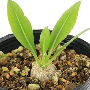 観葉植物 コーデックス 5号 観葉植物の人気商品 通販 価格比較 価格 Com