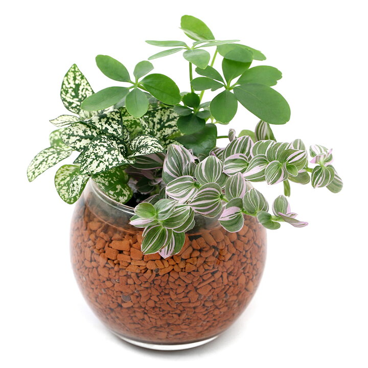 楽天市場 観葉植物 ハイドロカルチャー ミニ観葉３種の寄せ植え バブルボール ｓｓ １個 Charm 楽天市場店