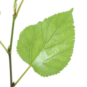 iϗtAjʎc@N@XC[g}x[@3D5i1|bgj@ƒ؉@ʕ@t[c