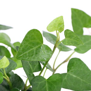 アイビー ハート 観葉植物の人気商品 通販 価格比較 価格 Com
