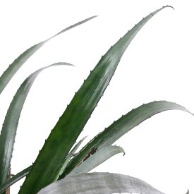 楽天市場 ティンカーベル 観葉植物 花 観葉植物 花 ガーデン Diyの通販