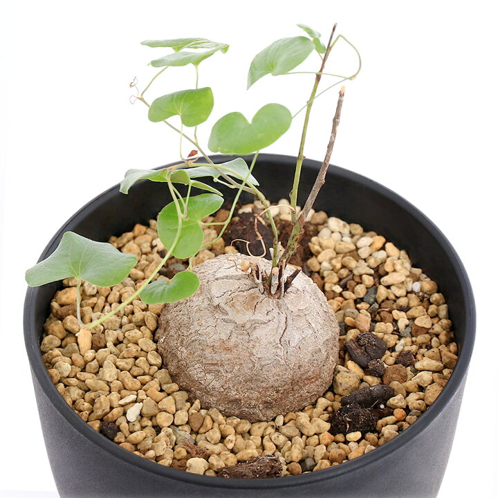 楽天市場】（観葉植物）ディオスコレア エレファンティぺス（亀甲竜  