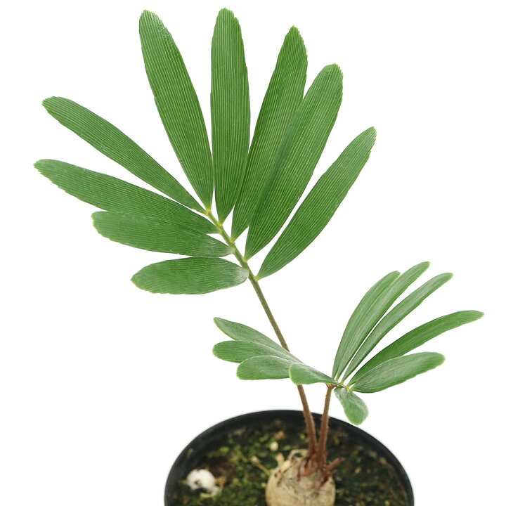 楽天市場 観葉植物 ザミア フロリダーナ ２ ５号 １鉢 沖縄別途送料 Charm 楽天市場店