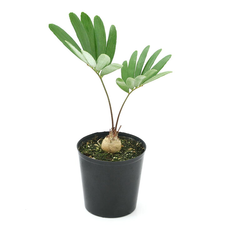 楽天市場 観葉植物 ザミア フロリダーナ ２ ５号 １鉢 沖縄別途送料 Charm 楽天市場店