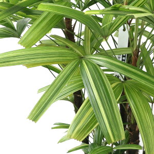観葉植物 観音竹の人気商品 通販 価格比較 価格 Com