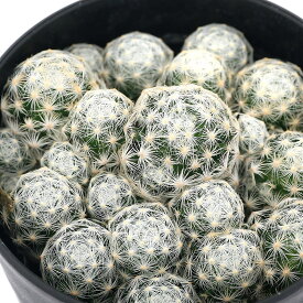 楽天市場 サボテン科マミラリアの通販 楽天市場 サボテン科マミラリアの通販