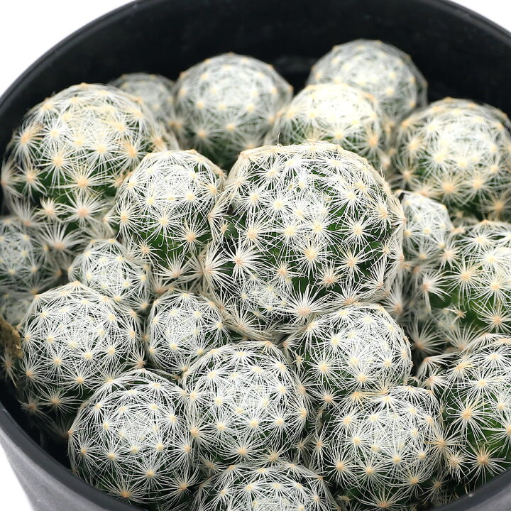 楽天市場 観葉植物 サボテン マミラリア 姫春星 ３号 １鉢 北海道冬季発送不可 Charm 楽天市場店