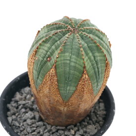 楽天市場 ユーフォルビア オベサ 花 観葉植物 花 ガーデン Diy の通販