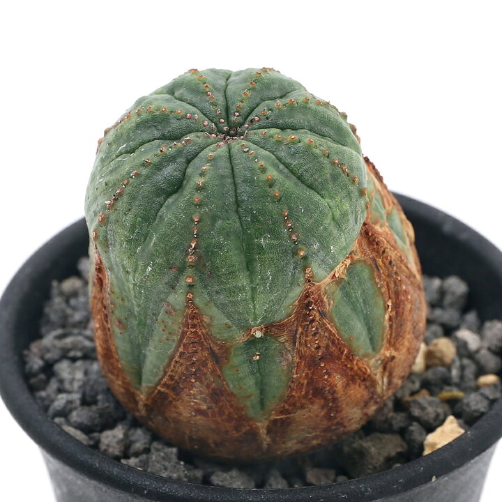 楽天市場 観葉植物 一点物 ユーフォルビア オールド オベサ 木質化 イギリス輸入株 ｎｏ ５ ２ ５号 １鉢 沖縄別途送料 北海道冬季発送不可 Charm 楽天市場店