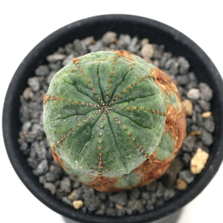 楽天市場 観葉植物 一点物 ユーフォルビア オールド オベサ 木質化 イギリス輸入株 ｎｏ ５ ２ ５号 １鉢 沖縄別途送料 北海道冬季発送不可 Charm 楽天市場店