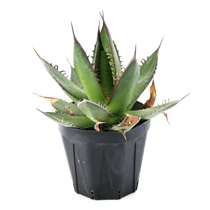 楽天市場】（観葉植物）アガベ ホリダ 3号（1鉢） : charm 楽天市場店 