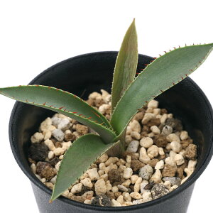 iAjAKx@OA_ni@c@3`4i1j