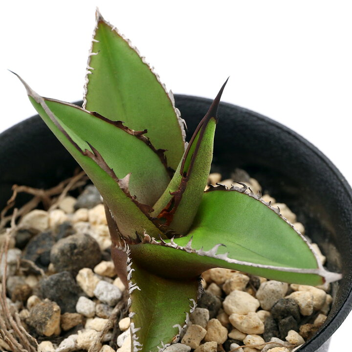 楽天市場 観葉植物 アガベ ケルチョベイ 実生苗 2 5号 1鉢 Charm 楽天市場店 楽天市場 観葉植物 アガベ ケルチョベイ 実生苗 2 5号 1鉢 Charm 楽天市場店