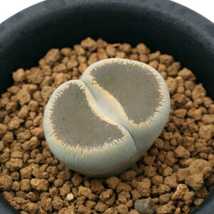 iAjg[vX@}CV[@1A@2D5i1j