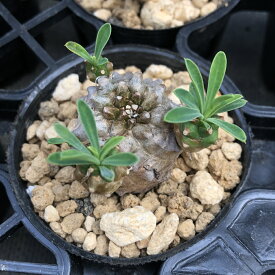 楽天市場 峨眉山 多肉 植物の通販