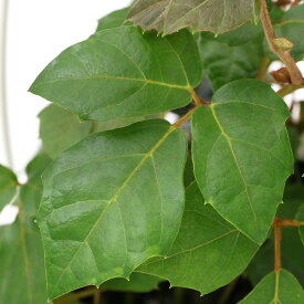 （観葉植物）シッサス　グレープアイビー　吊り鉢タイプ　5号（1鉢）