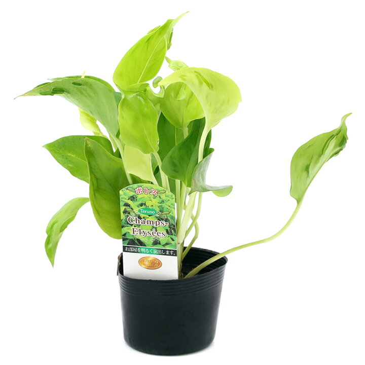 240円 一流の品質 観葉植物 ポトス エンジョイ ３ ３ ５号 １ポット