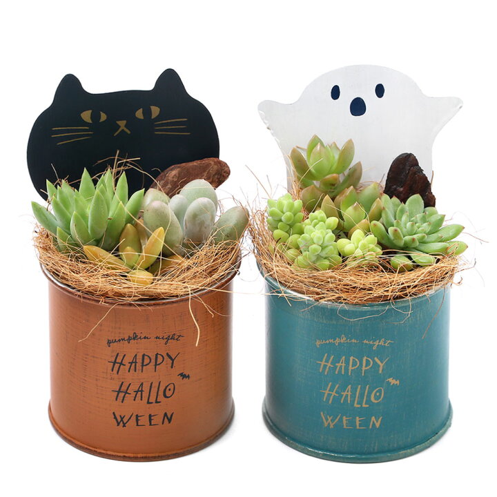 楽天市場 観葉植物 ハロウィン 多肉３種寄せ植え ブリキキャラクター缶 鉢色おまかせ １鉢 Charm 楽天市場店