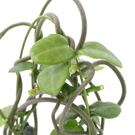 楽天市場 サボテン 種類 白い花の通販