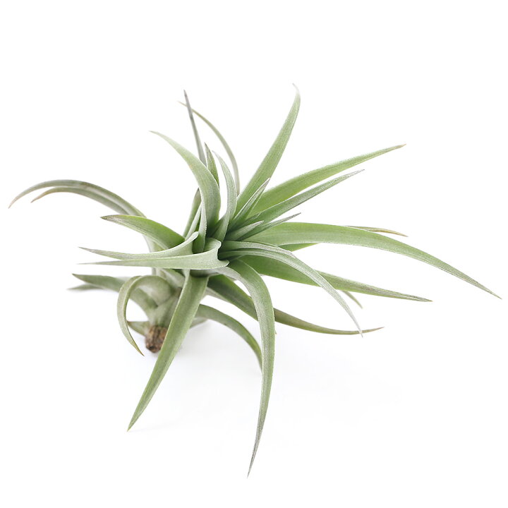 楽天市場 観葉植物 エアープランツ ティランジア アエラントス ブロンズ ｘｌサイズ １株 Charm 楽天市場店