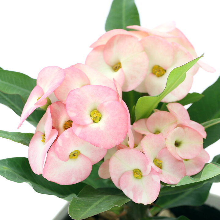 楽天市場 観葉植物 ユーフォルビア 花キリン 八福神 ４号 １鉢 北海道冬季発送不可 Charm 楽天市場店