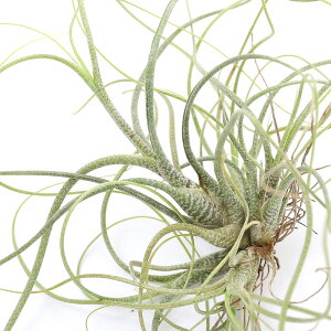 iϗtAjGA[vc@`WA@ubcB[@Nv@STCYi1j