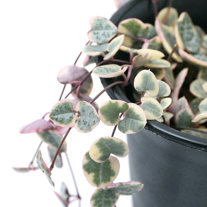 楽天市場 観葉植物 ハートカズラ レディーハート セロペギア ウッディー 吊り鉢タイプ 3 5号 1鉢 Charm 楽天市場店 楽天市場 観葉植物 ハートカズラ レディーハート セロペギア ウッディー 吊り鉢タイプ 3 5号 1鉢 Charm 楽天市場店