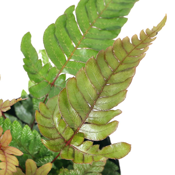 楽天市場 観葉植物 プテリス トリカラー ３号 １ポット シダ植物 北海道冬季発送不可 Charm 楽天市場店