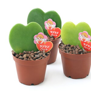 観葉植物 アウトレット 観葉植物の人気商品 通販 価格比較 価格 Com