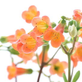 楽天市場 ベル カラン 花 観葉植物 花 ガーデン Diy の通販 楽天市場 ベル カラン 花 観葉植物 花 ガーデン Diy の通販