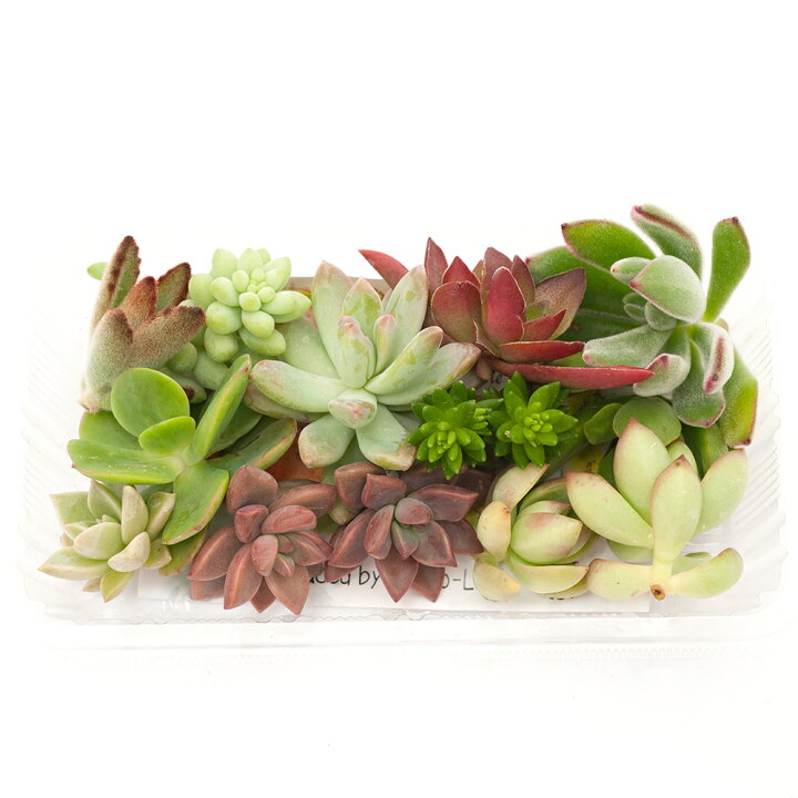 楽天市場 観葉植物 おまかせプチ多肉 カット苗 １０苗入り ２パック Charm 楽天市場店