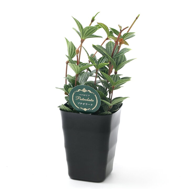 楽天市場 観葉植物 ペペロミア プテオラータ ４号 １鉢 北海道冬季発送不可 Charm 楽天市場店