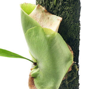 コウモリラン 板の人気商品 通販 価格比較 価格 Com