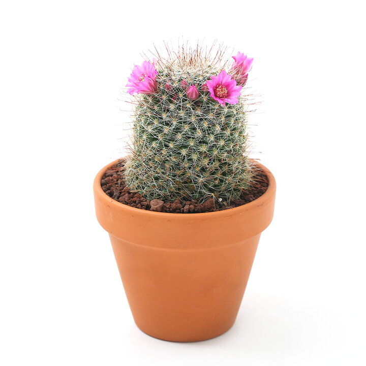 楽天市場 観葉植物 素焼鉢 サボテン マミラリア 月影丸 ツキカゲマル ３号 １鉢 Charm 楽天市場店
