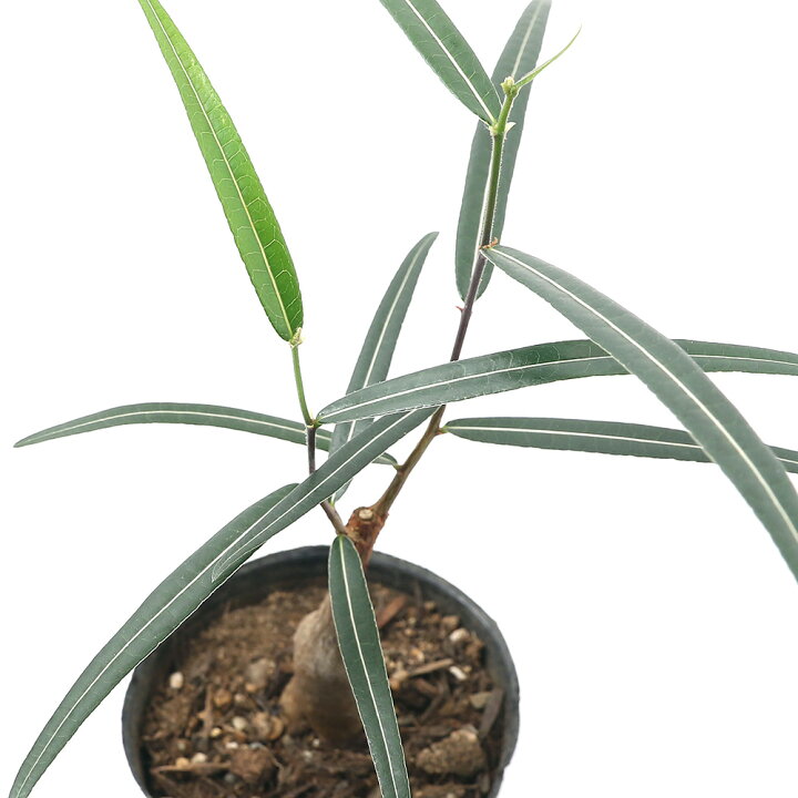 楽天市場 観葉植物 ブラキキトン ボトルツリー ｓサイズ ３号 １鉢 北海道冬季発送不可 Charm 楽天市場店