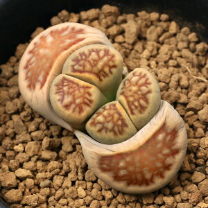 iAjing[vX@e͋ʁ@1A@2D5i1j