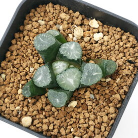 楽天市場 ハオルチア 万象の通販