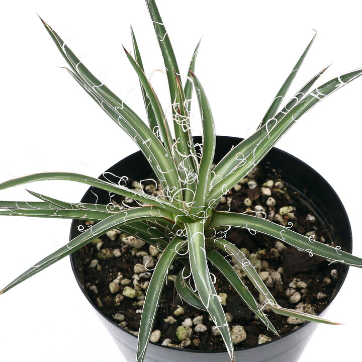 楽天市場 観葉植物 アガベ レオポルディ ５号 １鉢 北海道冬季発送不可 Charm 楽天市場店