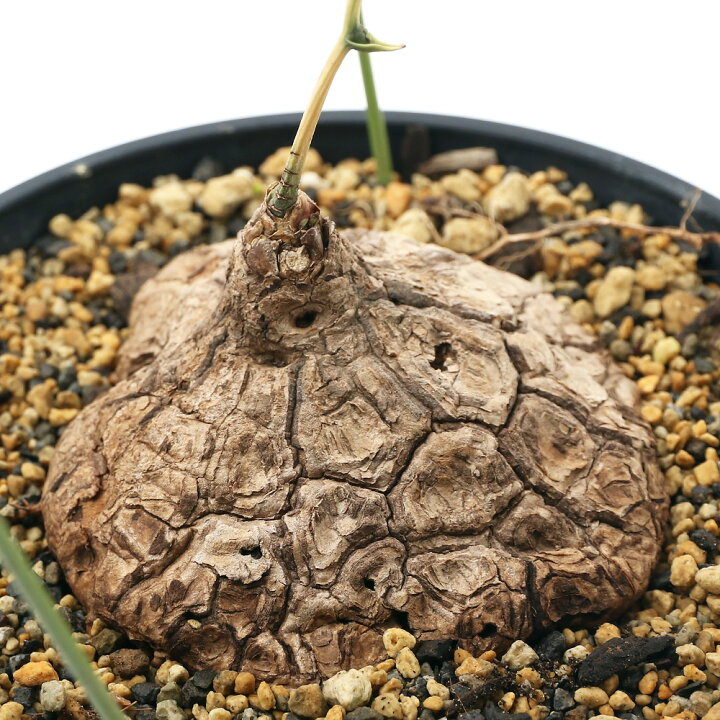 楽天市場 観葉植物 ディオスコレア メキシカーナ 亀甲竜 ５号 １鉢 沖縄別途送料 Charm 楽天市場店