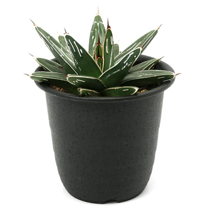 楽天市場 観葉植物 アガベ 笹の雪 ササノユキ 3号 1鉢 Charm 楽天市場店 楽天市場 観葉植物 アガベ 笹の雪 ササノユキ 3号 1鉢 Charm 楽天市場店