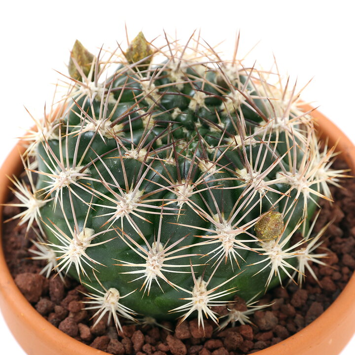 楽天市場】（観葉植物）素焼鉢 サボテン レブチア 花笠丸 